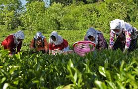 مزایای کارآفرینی در روستا