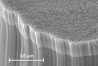 تصویر میکروسکوپ الکترونی روبشی از قرارگیری عمودی نانولوله های کربنی (CNT)  در ساختار وانتابلک.